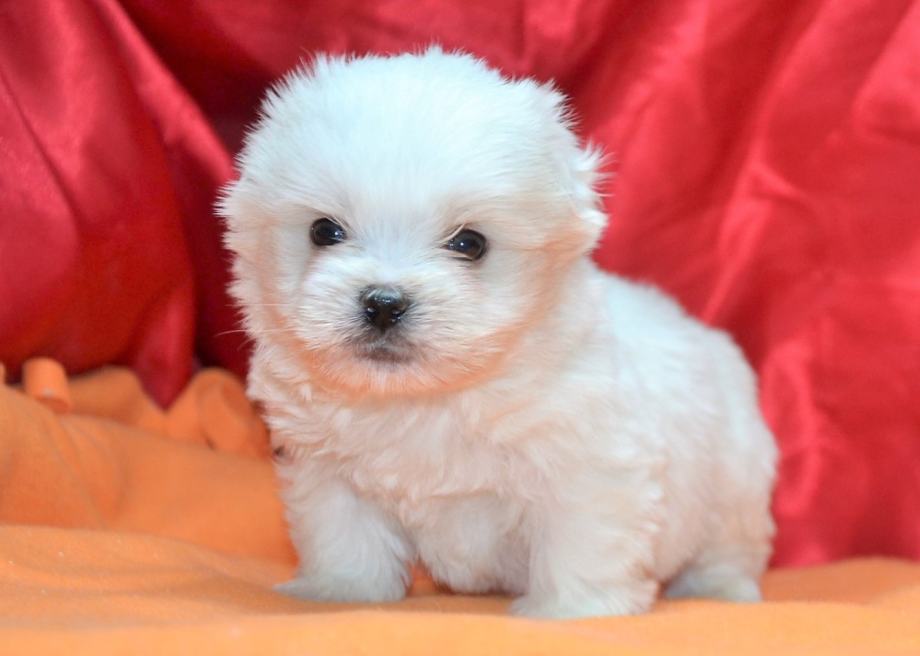 Coton de Tulear mladiči