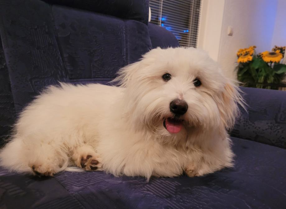 Coton de Tulear za parjenje