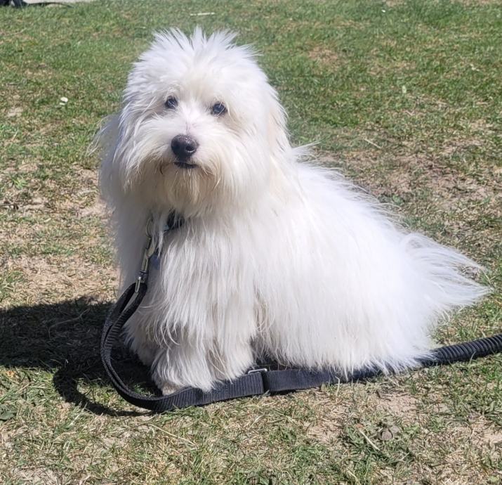 Coton de Tulear za parjenje