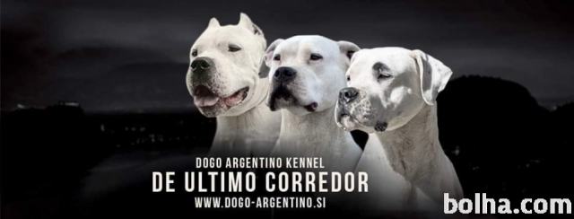 Dogo Argentino (argentinska doga)