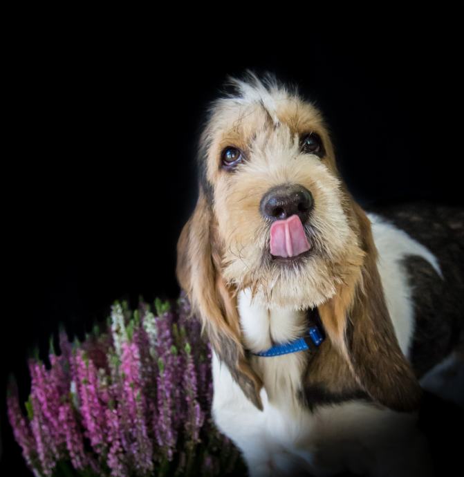 Grand basset griffon vendeen , baset