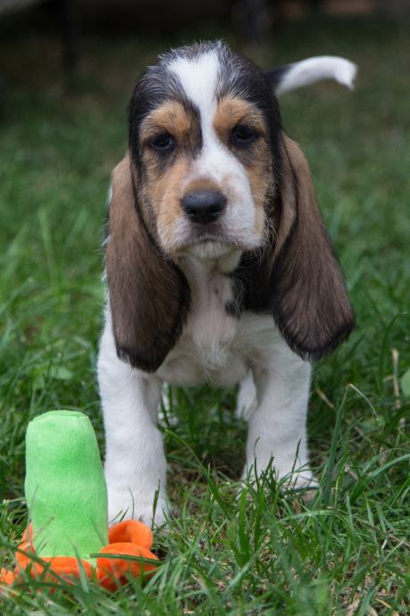 Grand basset griffon vendeen , baset