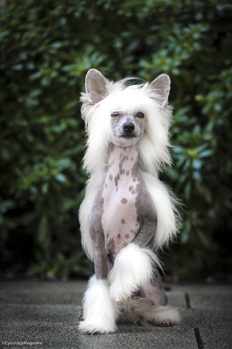 KITAJSKI ČOPASTI PES - Rodovniški Mladički~ Chinese crested dog