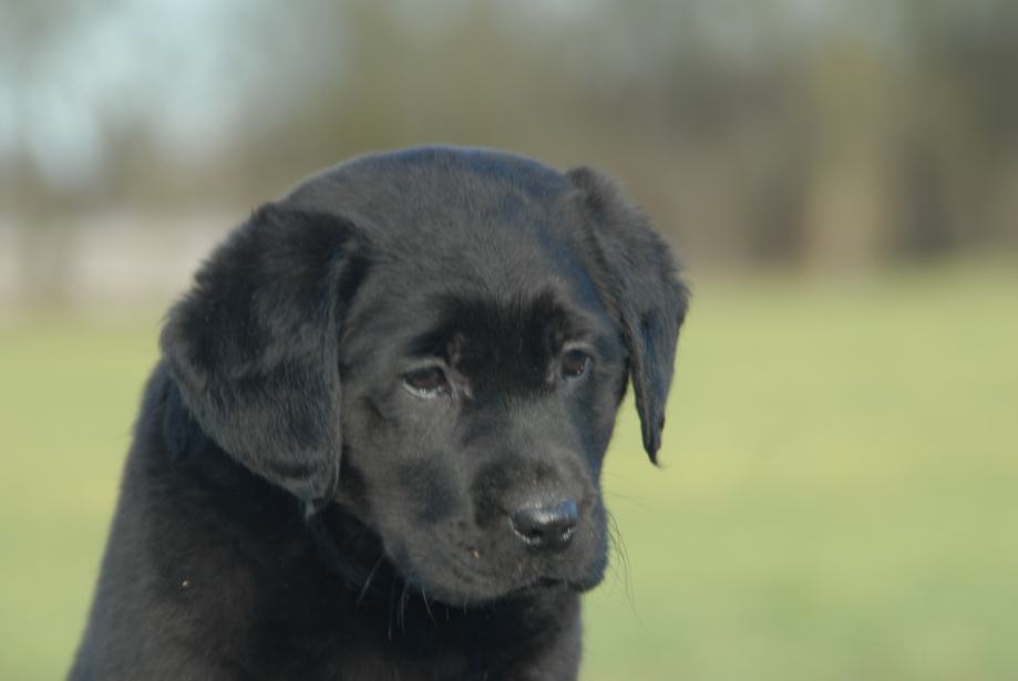 Labrador,Labradorec,Labradorci čokoladne i črne barve