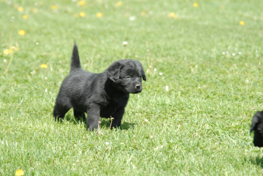 Labrador,Labradorec,Labradorci čokoladne i črne barve
