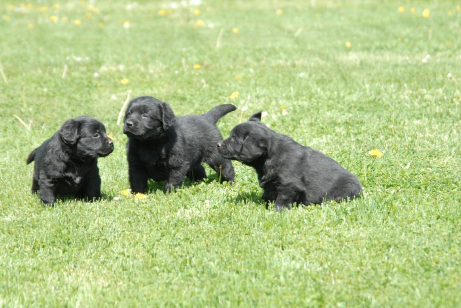 Labrador,Labradorec,Labradorci čokoladne i črne barve