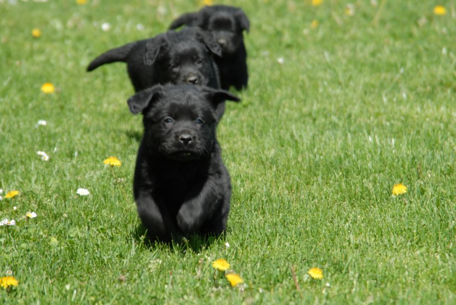 Labrador,Labradorec,Labradorci čokoladne i črne barve