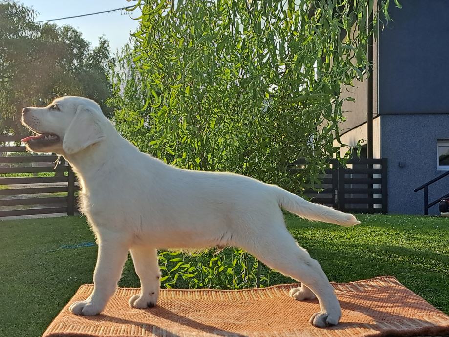 Labrador,labradorec,labradorci mladiči rjave in rumene barve