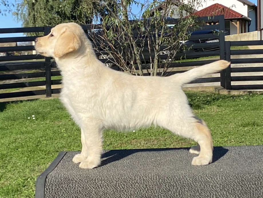 Labrador,labradorec,labradorci mladiči rjave in rumene barve