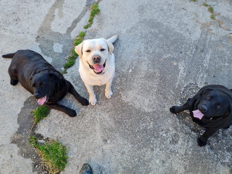 Labrador ženka s