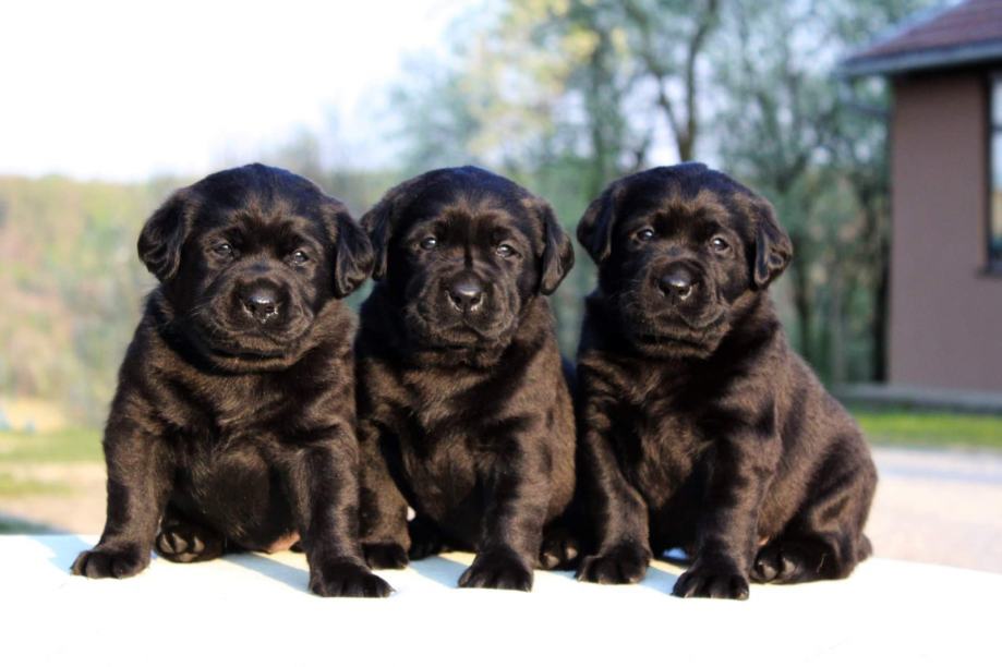 Labradorec