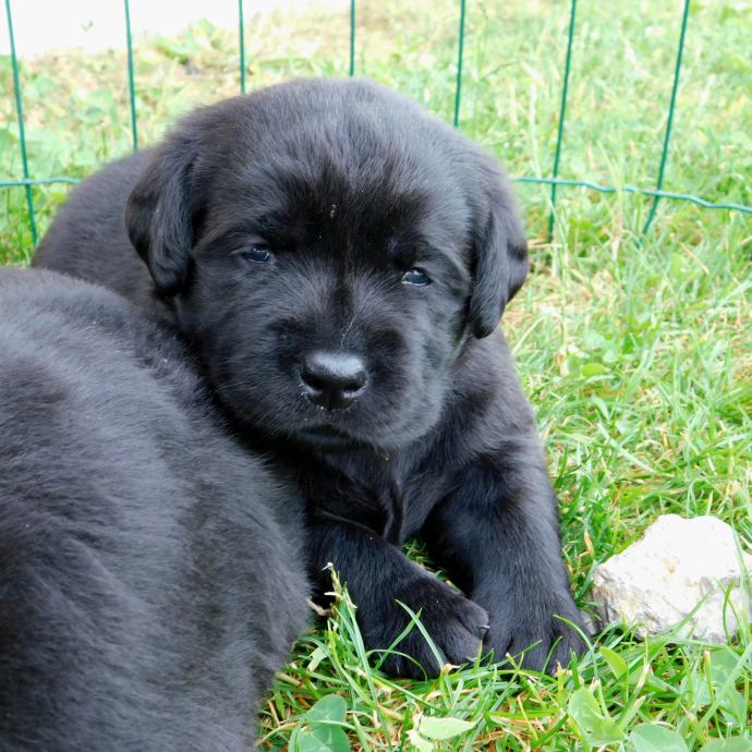 LABRADOREC mladič črne barve z rodovnikom