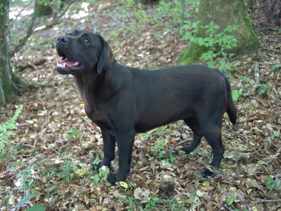 LABRADOREC mladič črne barve z rodovnikom
