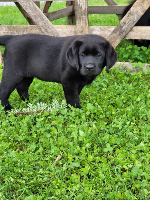 LABRADOREC mladič črne barve z rodovnikom