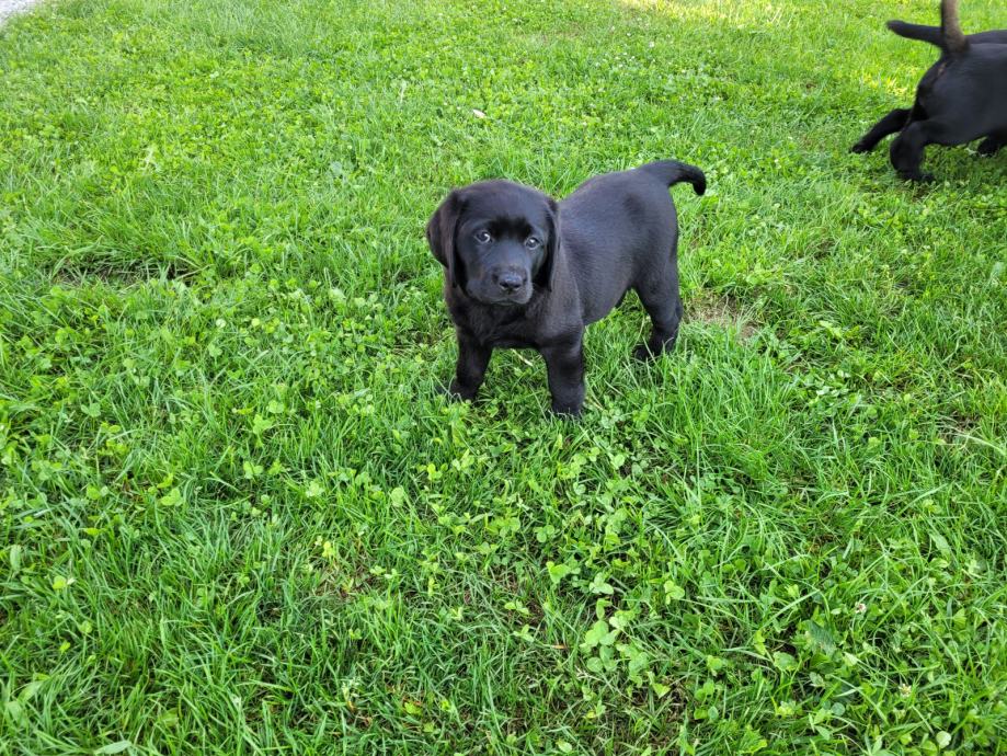 LABRADOREC mladič črne barve z rodovnikom