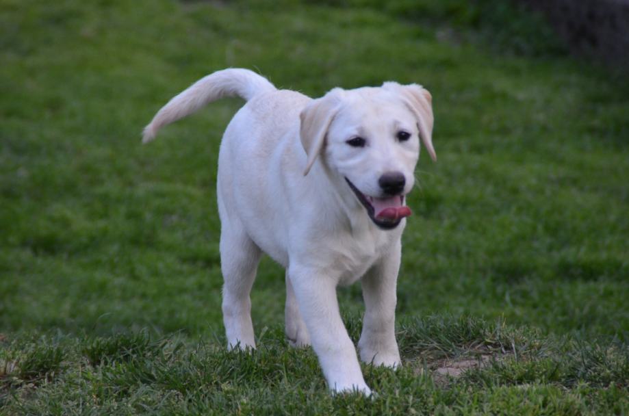 LABRADOREC z rodovnikom
