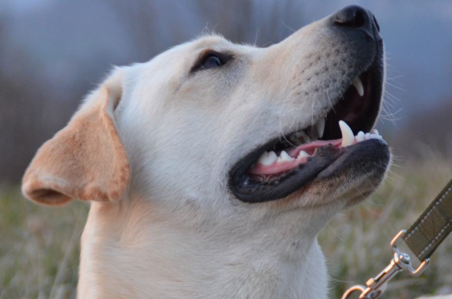 LABRADOREC z rodovnikom