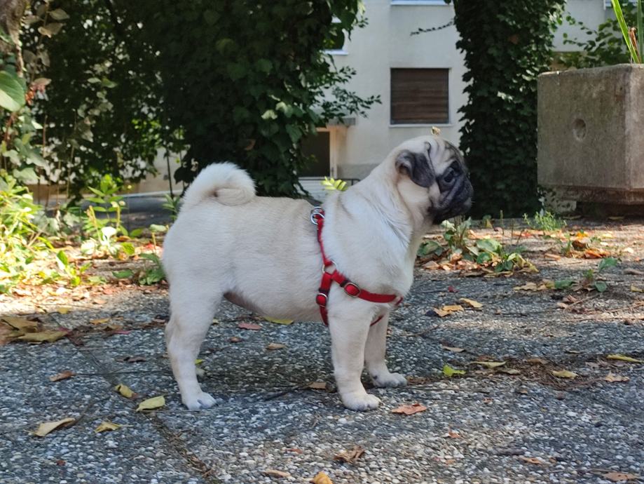 MOPS Z RODOVNIKOM PREKRASNA SAMICA