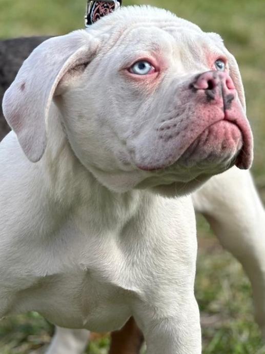 Old english bulldog