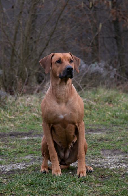 Male Champion Rhodesian Ridgeback Rodezijski grebenar-REZERVACIJE CHAMPION leglo