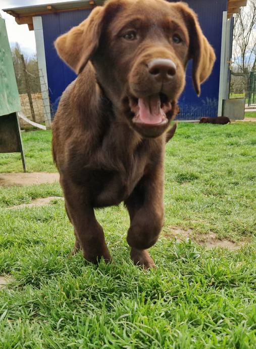 RJAVI LABRADORCI, LABRADOR, MLADIČKI LABRADOREC S RODOVNIKOM