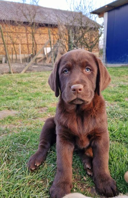 RJAVI LABRADORCI, LABRADOR, MLADIČKI LABRADOREC S RODOVNIKOM