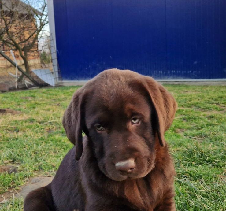 RJAVI LABRADORCI, LABRADOR, MLADIČKI, SAMIČKE IN SAMČKI LABRADOREC