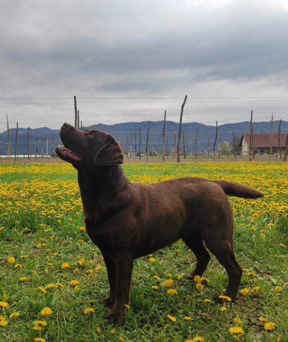 Labradorec rjavi z rodovnikom