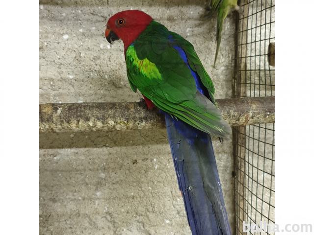 kraljevski papagaj