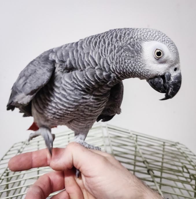 Sivi Afriški Papagaj - Ročno hranjena papiga Žako (samica, s kletko)
