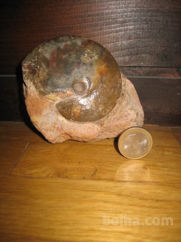 Fosil amonit (izvor Nemčija)