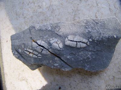 FOSIL - fosilni ostanki foraminifere iz rodu Nummulites