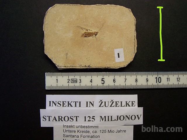 Insekti in žuželke, fosil, starost 125 milijonov let - 15 €