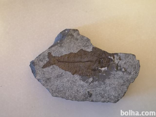 Kamen z odtisom ribjega fosila
