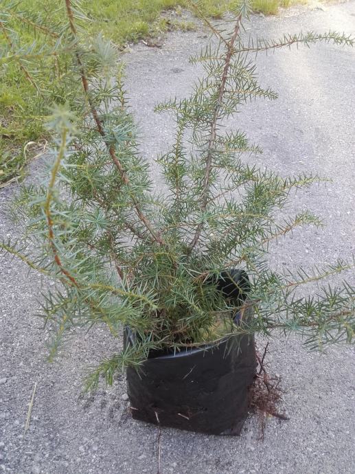 Navadni brin - sadika (Juniperus communis)