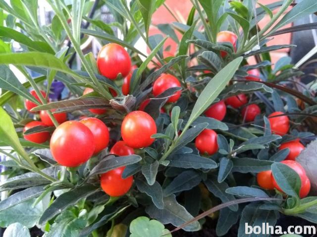 RAJSKA ČEŠNJA / Solanum capsicastrum / - seme