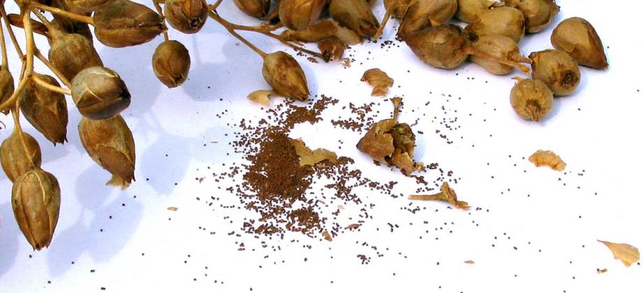 Seme tobaka Virginia Gold (Nicotiana tabacum) 1000 semen