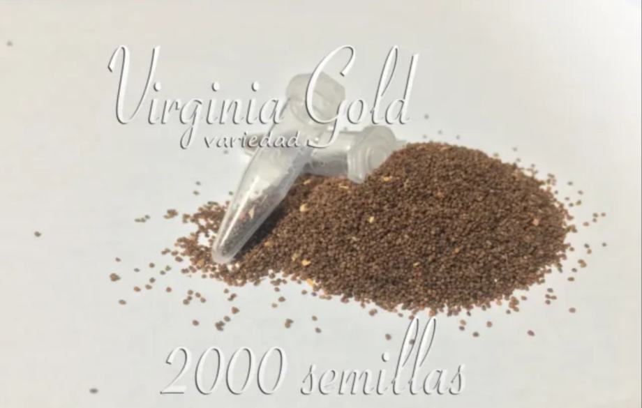 Seme tobaka Virginia Gold