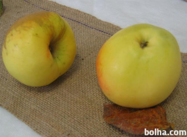 Jabolka za ozimnico voščenke jonatan carjevič bio eko neškropljena