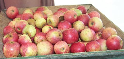 Kupim jabolka starih sort (bobovec, krivopecelj, ...) za predelavo