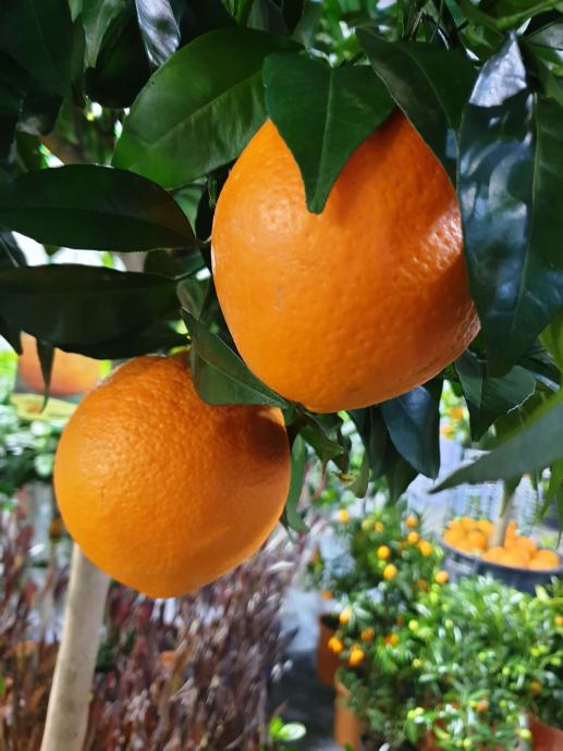 Pomaranča Tarocco Rosso