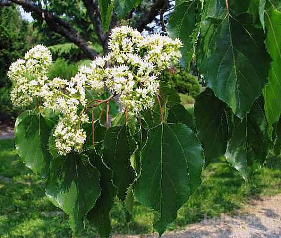 Sadike in semena sadja Hovenia dulcis (Drevo z rozinami)