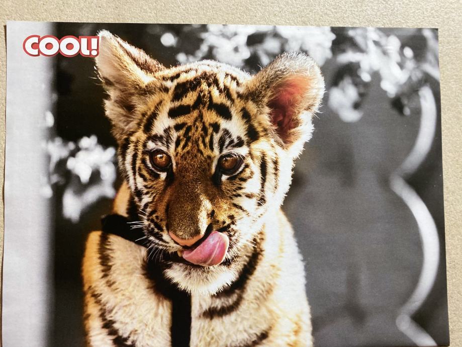 *Mogočni plakat TIGER/LEV za veterinarsko ordinacijo, čakalnico - NOVO