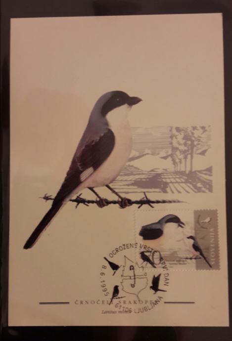 Srakoper Slovenija 1995 Maximum carta Srakoper Ogrožene vrste ptic
