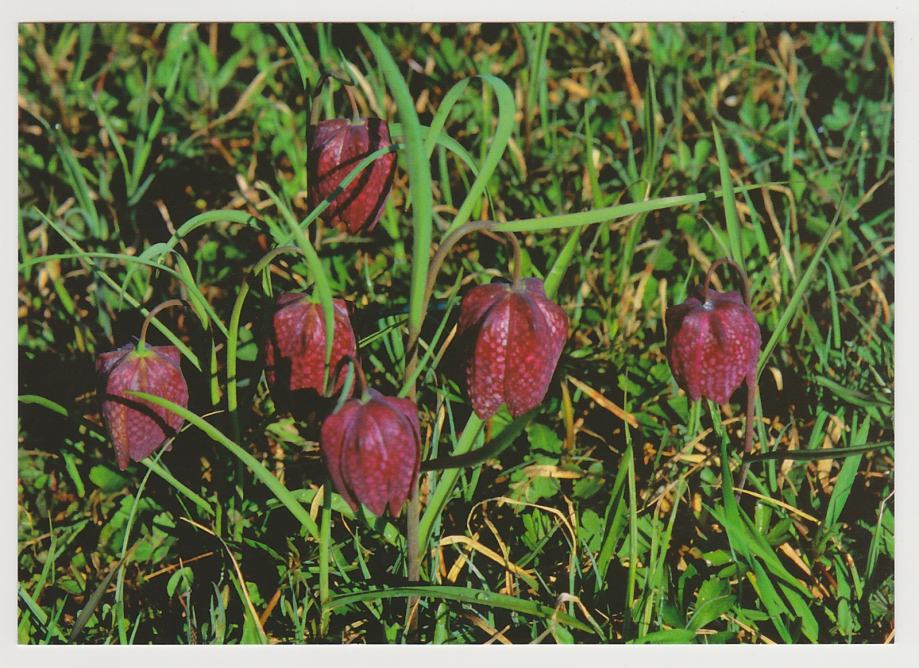 Močvirski tulipan ali logarica