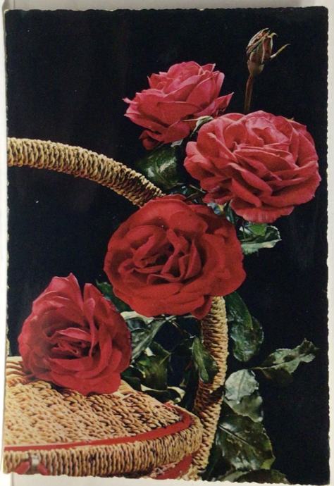 Vrtnice-10 poslanih razgl.v kompletu za 6 evrov odlično ohranjene