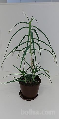 Aloe vera - aloe arborescens