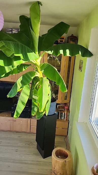Bananovec, bananina palma Dwarf Cavendish