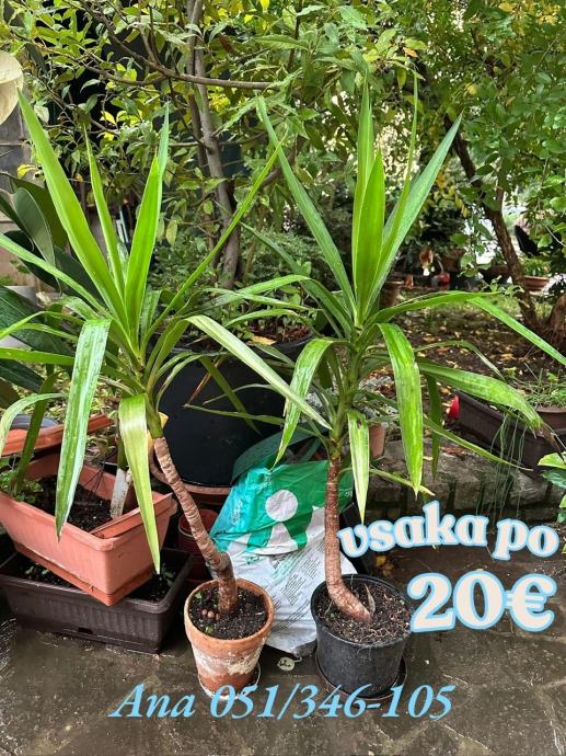Benjamin, drevo življenja in druge notranje in zunanje rastline
