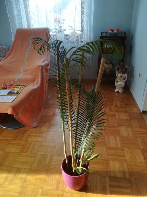 CIKUS Palma skrbno negovana tropska rastlina